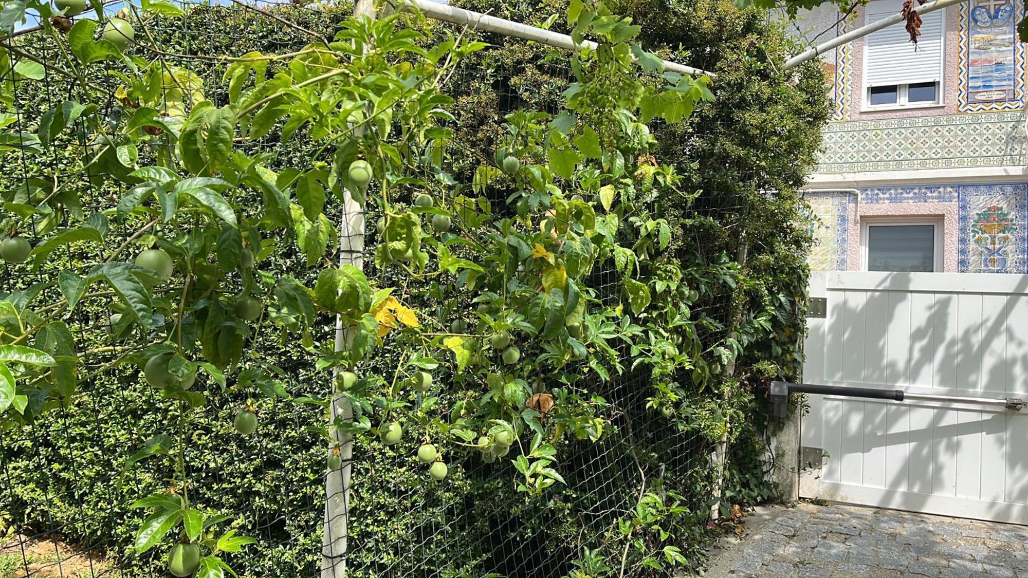 Villa Citrus Tree House, Private Pool And Garden. Angeja Exterior foto